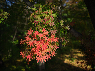 Close-up photo of autumn red maple leaves