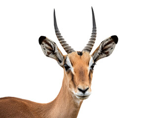 Fototapeta premium Gazelle
