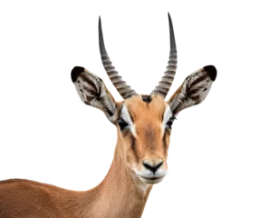 Gazelle