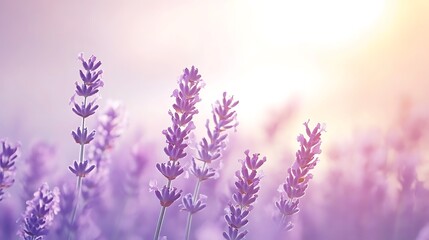 Obraz premium Soft lavender and white gradient for calming and gentle background designs