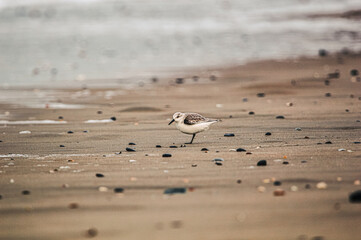 sanderling on the beach between shells