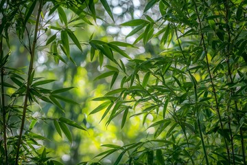 Naklejka premium A close-up of bamboo leaves and stalks, with sunlight filtering through the greenery, creating an atmosphere of tranquility and nature's beauty. 