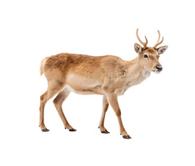 Obraz premium Light brown reindeer with beautiful horns. Cut out.