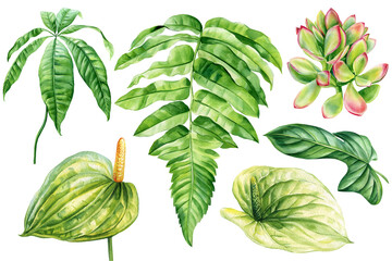 Tropical leaves, flowers set, exotic botanical illustration. Anthurium, fern, succulent isolated hand-painted clipart