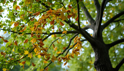 Leaves swirling down from a tree, symbolizing the seasonal change and the continuous cycle of life
