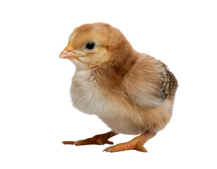 Obraz premium Küken