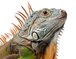 Fototapeta premium Leguan