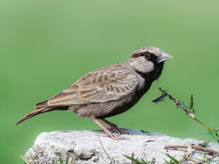 Ashy-crowned sparrow-lark is sitting on the stone on the ground and about to fly.