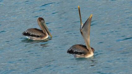 California brown pelican swimming in the sea. (PELECANUS OCCENTALİS CALİFORNICUS)
