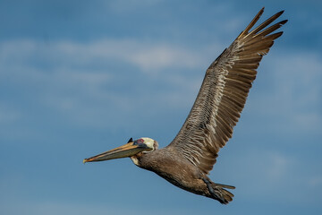 California Brown Pelican Flying moment. (PELECANUS OCCENTALİS CALİFORNICUS)