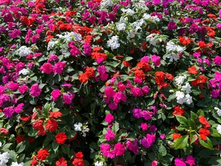 Many pink, red and white flowers out on a clear spring day