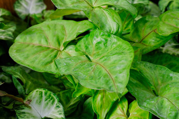 Syngonium podophyllum grow at the greenhouse