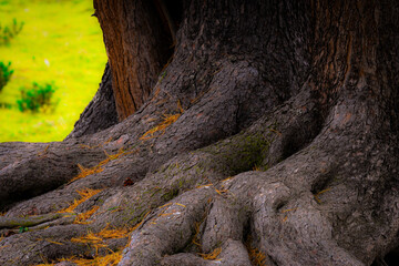„Die Wurzeln des Lebens: Verbindung von Baum und Erde“