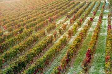 This image captures vast vineyard rows, tinged in vibrant autumn colors, illustrating the boundless potential of nature’s cycles and human perseverance in La Rioja Spain