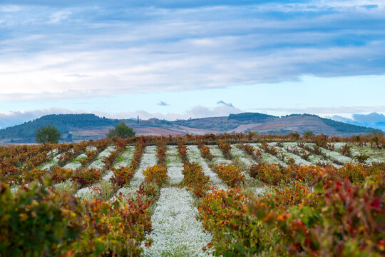 Beneath a wide expanse of blue sky, neat vineyard rows meander into the distance, underscoring the beauty and vitality of nature's bounty in La Rioja Spain