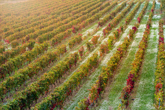 This image captures vast vineyard rows, tinged in vibrant autumn colors, illustrating the boundless potential of nature&rsquo;s cycles and human perseverance in La Rioja Spain