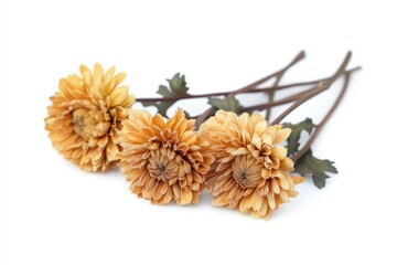 Fototapeta premium Dried chrysanthemum blooms on a light backdrop
