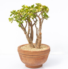 Crassula ovata, known as lucky plant or money tree in a clay pot isolated on white background. Selected focus.