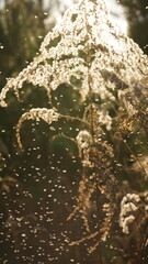 Dry Conadian goldenrod is fluffy. Dried flowers.