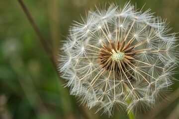 Fototapeta premium Captivating Dandelion Head Macro Photography Showcasing Geometric Patterns in Nature’s Design, Perfect for Nature Lovers and Art Enthusiasts Alike