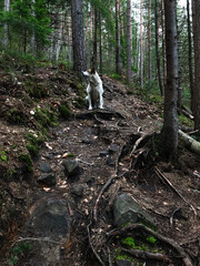 Dog exploring a forest trail among tall pine trees