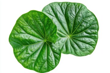 Obraz premium Isolated green jiaogulan leaf on white background top view