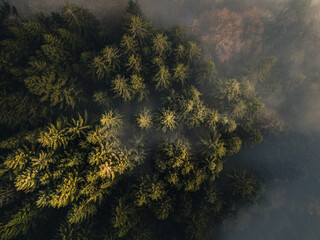 Mystical autumn mood in Bavarian Forest with sunset, mountains a
