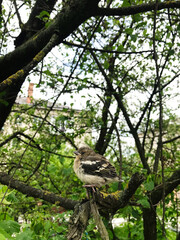 Young bird perched on a tree branch in a lush green forest
