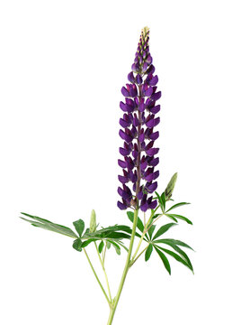 Purple lupine flowers isolated on white background. Bunch of colorful lupines, spring flower.