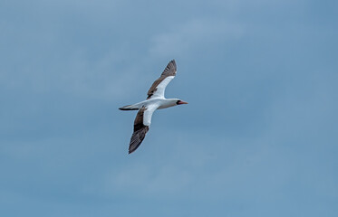 Nazca Booby (Sula granti) in flight -Ecuador