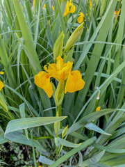 Beautiful yellow iris flowers blooming in the spring garden