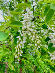 White flowers of acacia tree. White flowers of white acacia tree