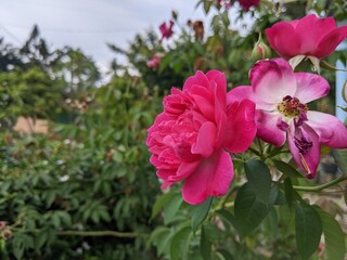 red roses 