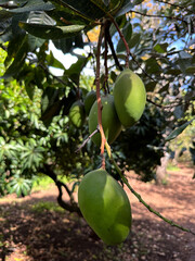 Close-Up of Green Mangoes Hanging on a Tree Branch