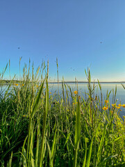 Obraz premium Beautiful view of the shore of a lake with grass and flowers