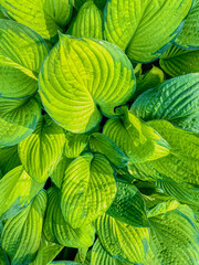 Hosta leaves background. Green hosta leaves texture. Hosta leaves background