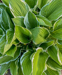 Obraz premium Hosta plant in the garden. Beautiful green leaves of hosta
