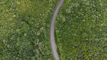 Curved Forest Road Through Lush Green Landscape
