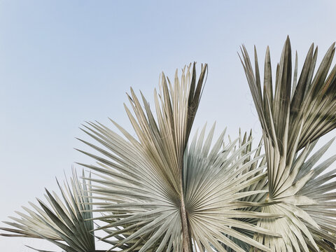 Ashen Palm fronds with soft blue light sky