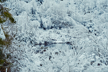 Winter, snow-covered forest near a woodland stream. Fairy-tale forest landscape, all covered with white snow