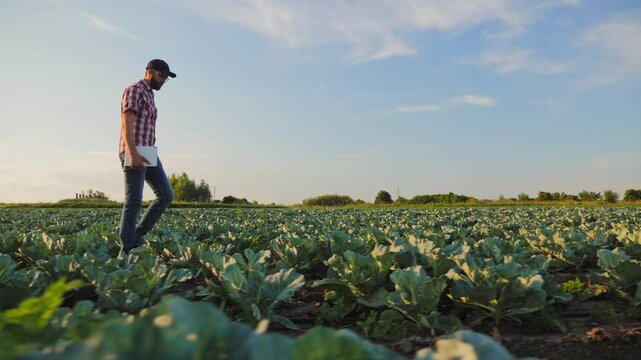 A man in a plaid shirt and cap holds a tablet as he walks through a cabbage field at sunset, inspecting the crop
