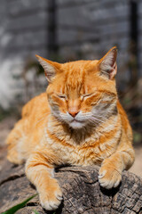 Ginger cat sunbathing in a garden. Cat relaxing outside on a sunny day.