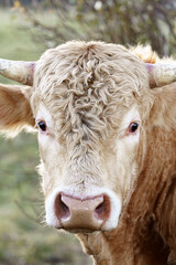 Close-up portrait of a young brown bull.