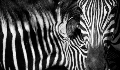 Mamá y bebé cebra © Natascha