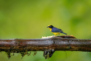 Blue-winged Mountain-tanager, Anisognathus somptuosus, Santa Marta, Colombia. Yellow, black and blue bird, sitting on the branch with clear green