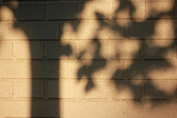 Brick wall with shadows of leaves from the trees.