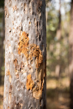 spotted gum tree trunk close up