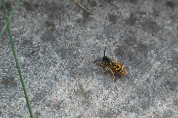 Wasp on concrete. A wasp on the sidewalk. Close-up of insect on wall