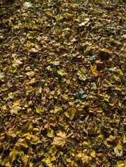 Colorful autumn leafs on the ground.