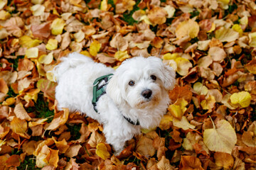 Autumn scene with white Maltese dog playful and posing into city park or forest